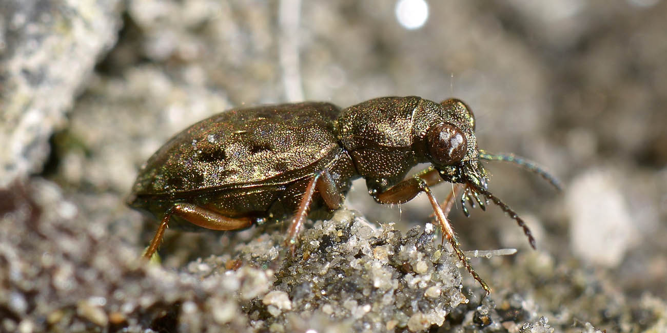 Gioiellino tra le pietre: Elaphrus aureus, Carabidae